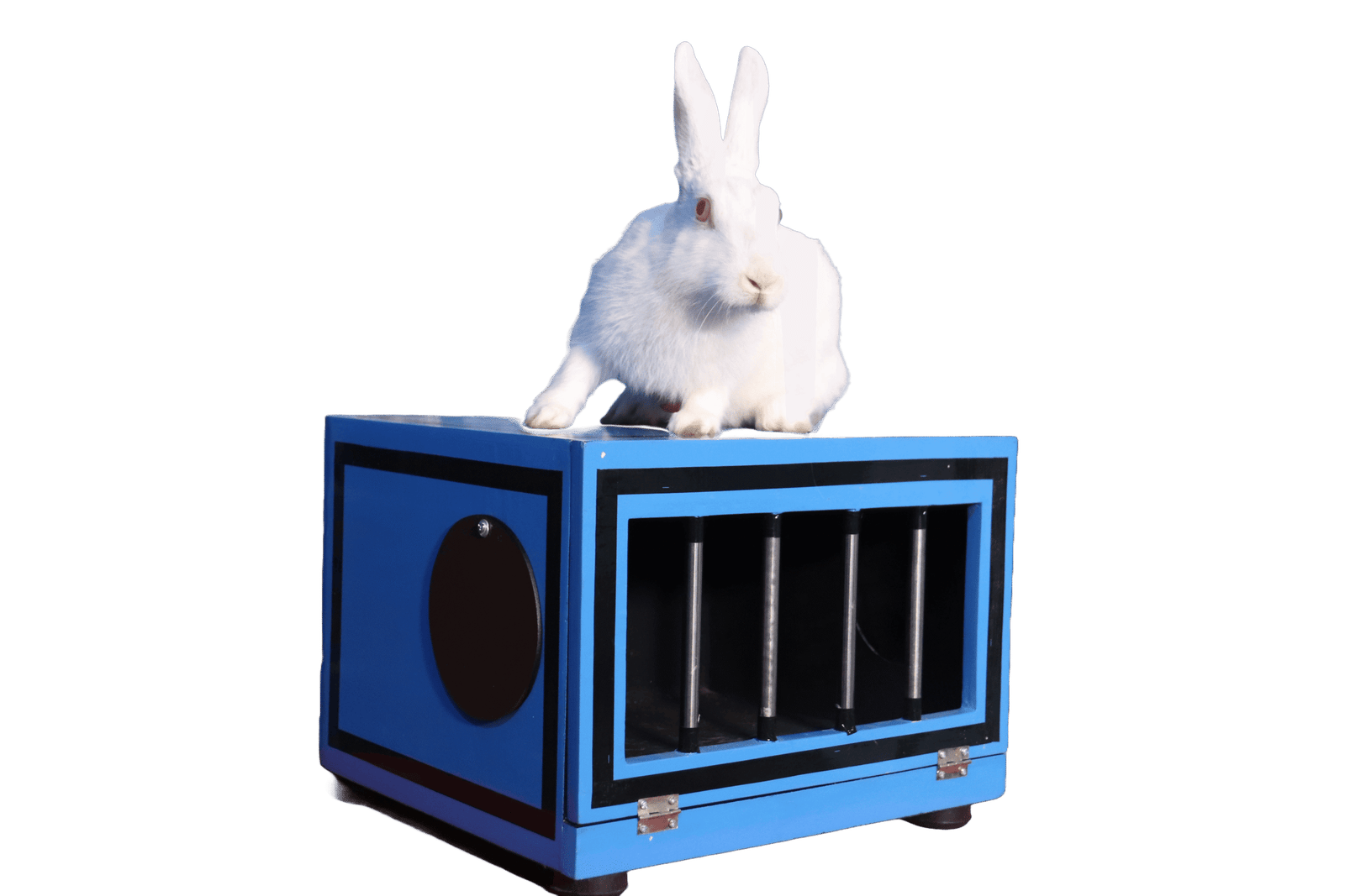 ballon-to-rabbit-scaled-1.png balllon to rabbit - Image 1